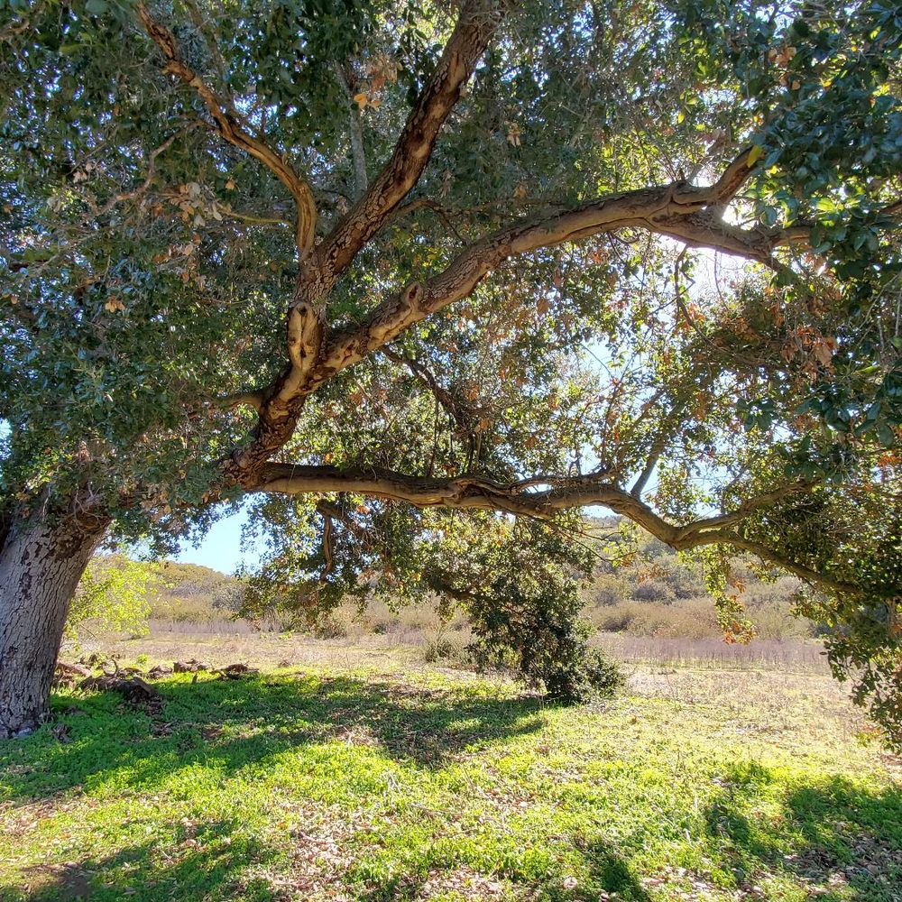 Barnett Ranch County Preserve - Parks Near Me - Ramona, California