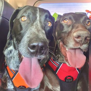Hi-Desert Tails - I'm taking my brother this time - Pet Stores Near Me - Yucca Valley, California