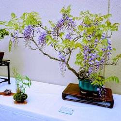Pacific Bonsai Museum - Chinese Wisteria Bonsai.
