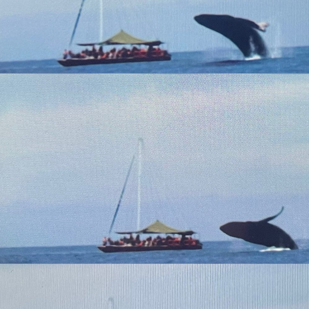 Wildlife Connection - Tours Near Me - Puerto Vallarta, JAL Wildlife Connection - Tours Near Me - Puerto Vallarta, JAL