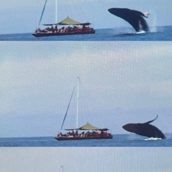 Wildlife Connection - Tours Near Me - Puerto Vallarta, JAL Wildlife Connection - Tours Near Me - Puerto Vallarta, JAL