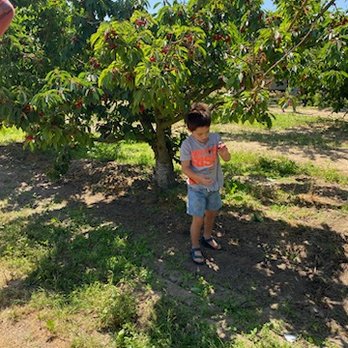 Harris Orchards - Pick Your Own Farms Near Me - Ripon, California