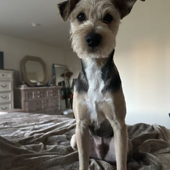 Let's Groom - After! - Pet Groomers Near Me - Orange, California