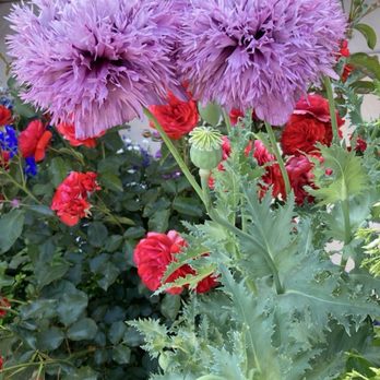 Curious Flora Nursery - Nurseries & Gardening Near Me - Richmond, California