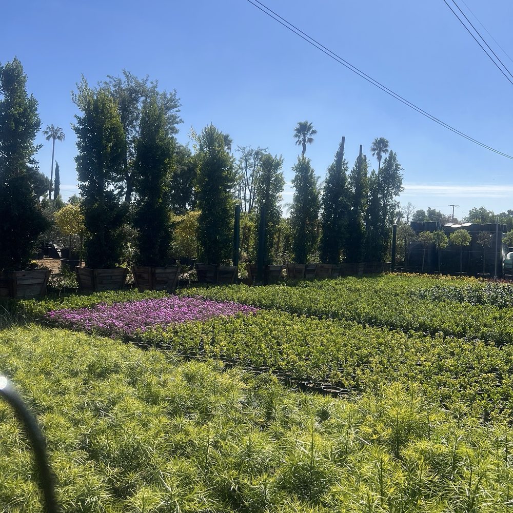 Las Palmas Nursery - Ficus 30 box GOOD PRICE REDUCED! Thank you - Nurseries & Gardening Near Me - Los Angeles, California Las Palmas Nursery - Ficus 30 box GOOD PRICE REDUCED! Thank you - Nurseries & Gardening Near Me - Los Angeles, California