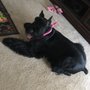 Photo of Dog Grooming Of Winder