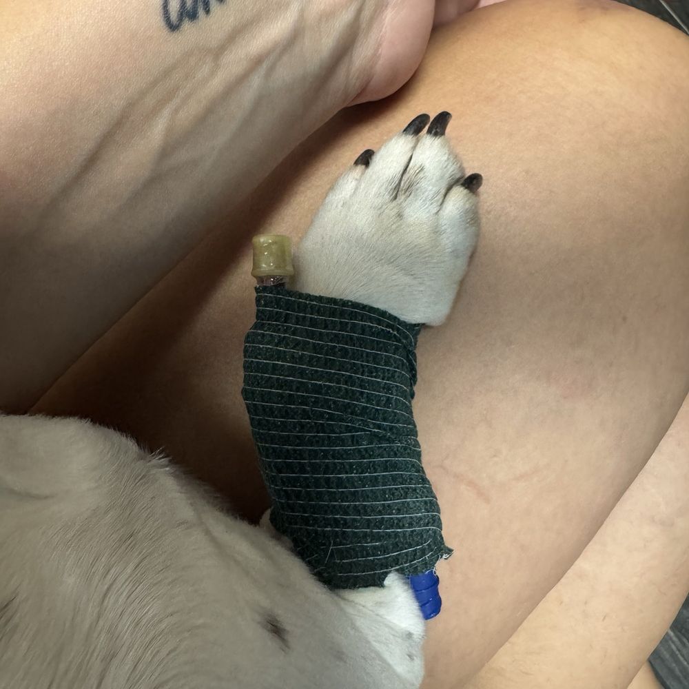 Veterinary Emergency Clinic - Oakland - Blue had an iv placed and they cared for him as their own. - Veterinarians Near Me - Oakland, Florida