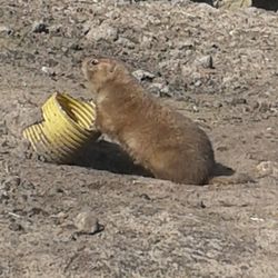 Tierpark Nordhorn - Schon wieder ein dicker Präriehund!