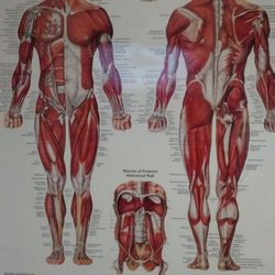 Marissa's Massage - Your Muscles and body. 
Marissa is a  Professional  Integrative Massage Therapist.