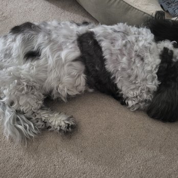 PetSmart Dog Training - My ungroomed little guy - Pet Training Near Me - Newark, Delaware