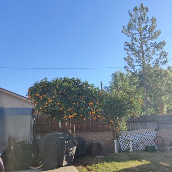 Matthew  Landscaping & Tree Services - My orange tree was growing over 6 feet taller than this and out of it's rounded shape, he trimmed it perfectly! - Landscaping Near Me