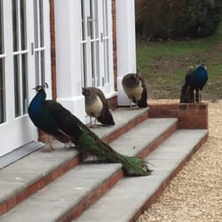 Hornsbury Mill - Some of the "wildlife".