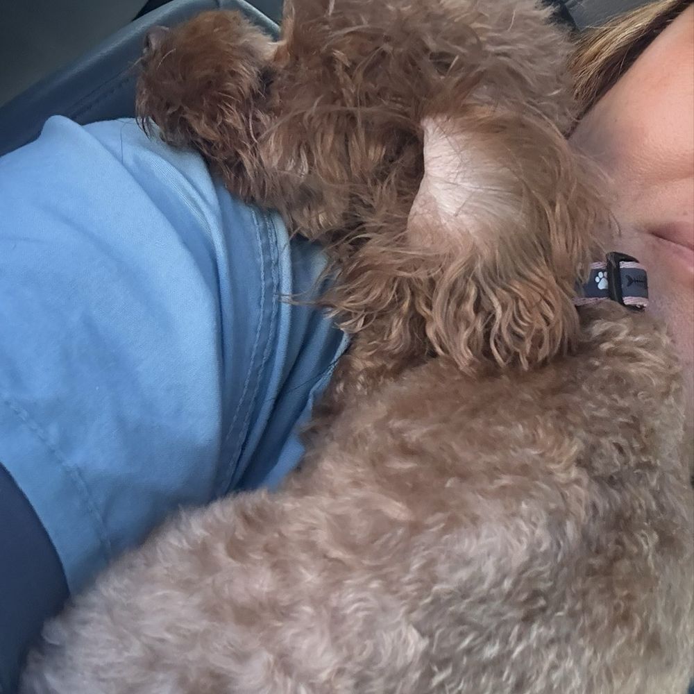 Under One Woof - She was out of it when we got back from the vet. - Pet Groomers Near Me - Alameda, California Under One Woof - She was out of it when we got back from the vet. - Pet Groomers Near Me - Alameda, California