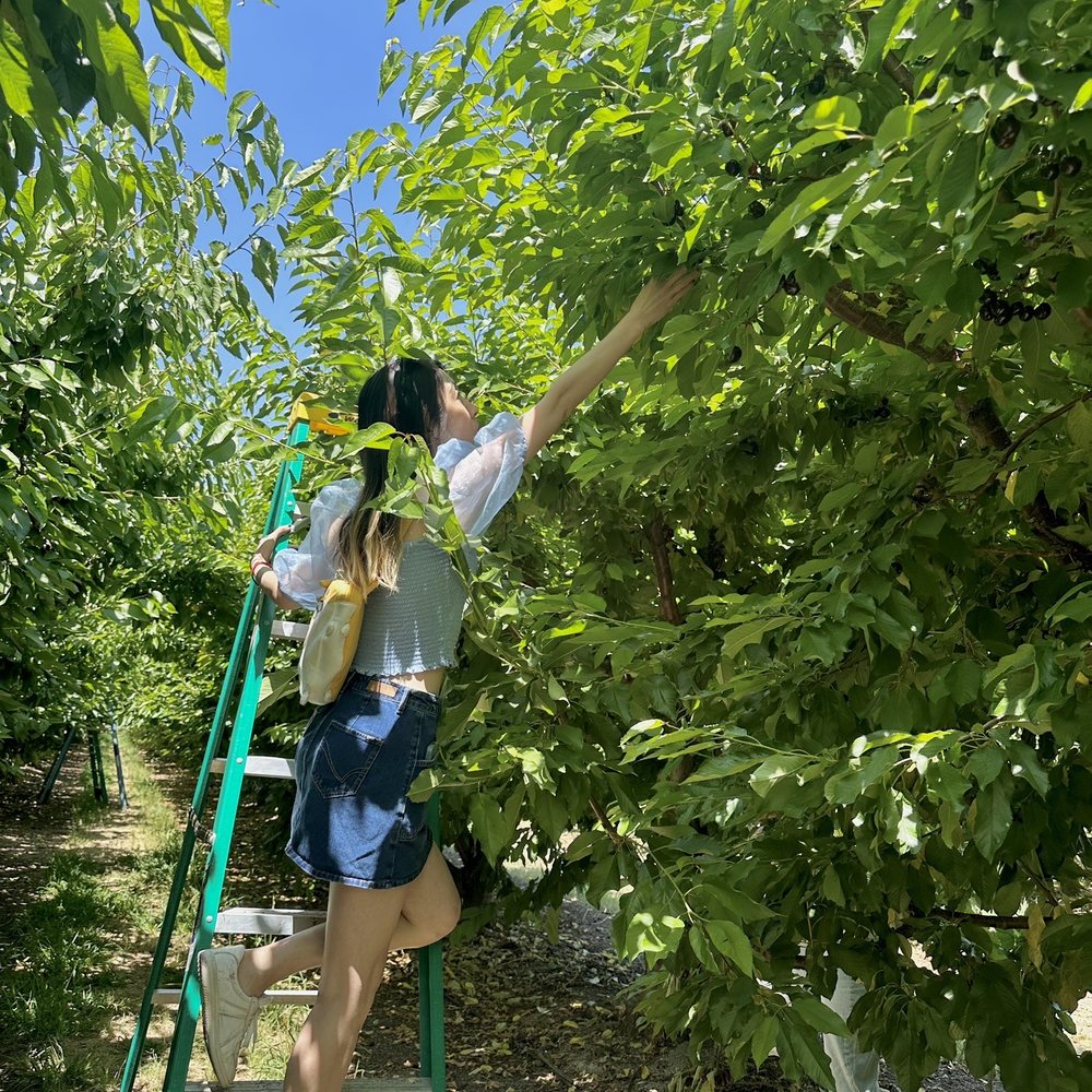 Cherry Time - Pick Your Own Farms Near Me - Brentwood, California