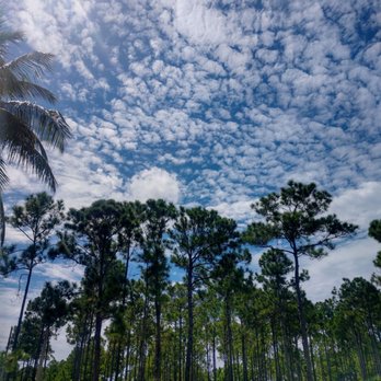 Pine Shore Pineland Preserve - gorgeous dappled skies - Parks Near Me - Miami, Florida Pine Shore Pineland Preserve - gorgeous dappled skies - Parks Near Me - Miami, Florida