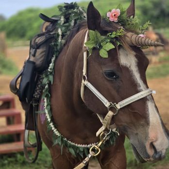 Gunstock Ranch - Horseback Riding Near Me - Laie, Hawaii Gunstock Ranch - Horseback Riding Near Me - Laie, Hawaii