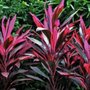 Photo of A & G Plant Nursery