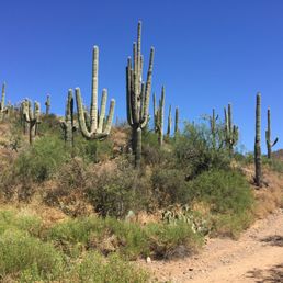Saguaro Cactus