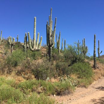 Spur Cross Ranch Conservation Area - Saguaro Cactus - Parks Near Me - Cave Creek, Arizona