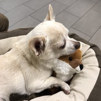 A Peaceful Ending - Veterinarians Near Me