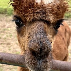 Lazy Acre Alpacas