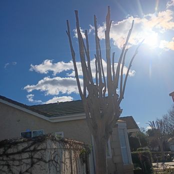 LVR Tree service - Tree Services Near Me - Fresno, California LVR Tree service - Tree Services Near Me - Fresno, California