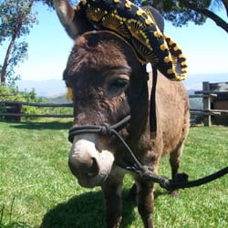 Once Upon a Pony & Petting Zoo - "Henry" our mini donkey.He loves to be brushed by the children and is a great addition to any petting zoo.