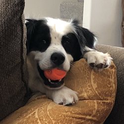 Integrity Systems - Bandit - Company Mascot