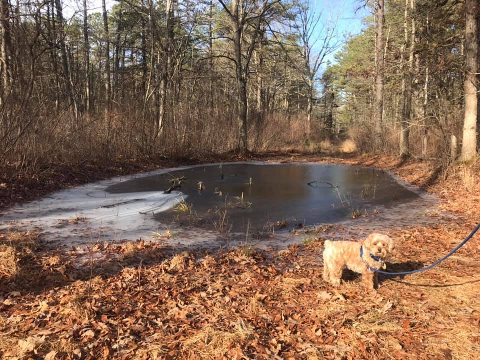 Bunker Hill Bogs Recreation Area Image