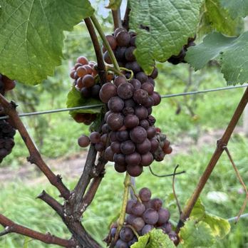 Shady Lane Cellars - Grapes in the vineyard . - Wineries Near Me - Suttons Bay, Michigan Shady Lane Cellars - Grapes in the vineyard . - Wineries Near Me - Suttons Bay, Michigan