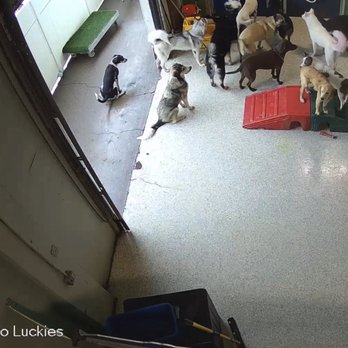 Suite Dog Daze - Another dog peeing on floor - Pet Groomers Near Me - Salem, Oregon