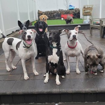 All For The Wag - All smiles! - Pet Sitting Near Me