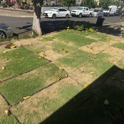 Southern Turf Hawaii - This is the best it looked
