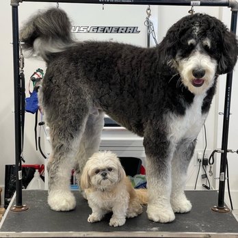 Posh Pup Grooming - Bernedoodle (95 lbs) with Shih Tzu (9 lbs) - Pet Groomers Near Me - Walnut Creek, California Posh Pup Grooming - Bernedoodle (95 lbs) with Shih Tzu (9 lbs) - Pet Groomers Near Me - Walnut Creek, California