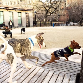 Washington Square Park Large Dog Run - Dave the dog loves the large dog run! The dog run is well-maintained. Plus there is plenty of seating for humans! - Dog Parks Near Me - New York, New York Washington Square Park Large Dog Run - Dave the dog loves the large dog run! The dog run is well-maintained. Plus there is plenty of seating for humans! - Dog Parks Near Me - New York, New York