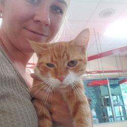 Pet Helpers - Sweet cat