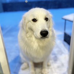 Paws At Home - snow lilo