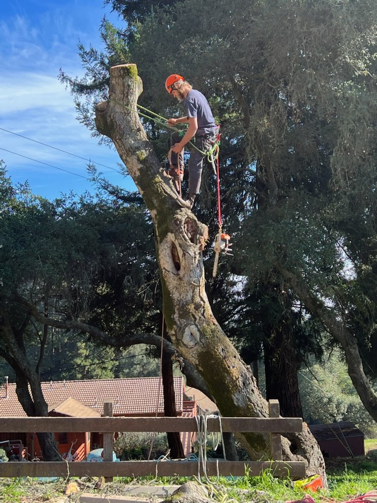 Blue Ridge Tree Man BEST EARTH - Updated July 2026 - Blue Ridge, Georgia - Tree Services ...
