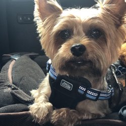 Cortney's Grooming Parlor - Toby's fresh cut. He is always calm and happy with he comes and leaves.