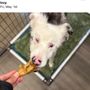 Photo of Good Dog Pet Ranch