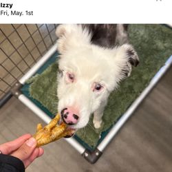 Good Dog Pet Ranch - Izzy LOVES Chicken Feet! Good Dog Pet Ranch Gives her SO MUCH LOVE!