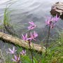 Photo of Irish Lake