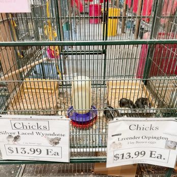 Blacksmith's Corner - Pet Stores Near Me - Bellflower, California Blacksmith's Corner - Pet Stores Near Me - Bellflower, California