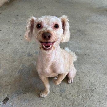 Petco - Shampoo, condition, Haircut, nail trim, ear cleaning, teeth cleaning - Pet Stores Near Me - Fresno, California
