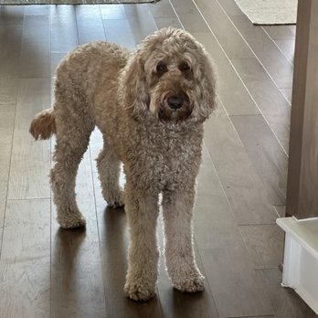 Snickersdoodles - Pet Breeders Near Me