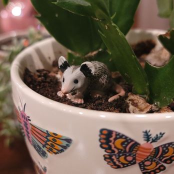 Jungle House - Little plant critter from a decent selection of animals. - Nurseries & Gardening Near Me - Lawrence, Kansas