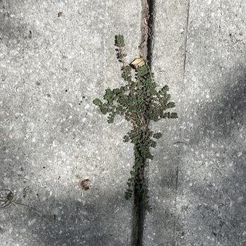 Your Green Team - Weeds. Trimming - Pest Control Near Me - Plant City, Florida Your Green Team - Weeds. Trimming - Pest Control Near Me - Plant City, Florida