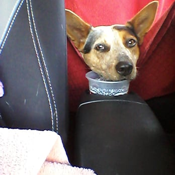 Arcade Creek Kennels - My Baby Girl! - Pet Sitting Near Me - Sacramento, California