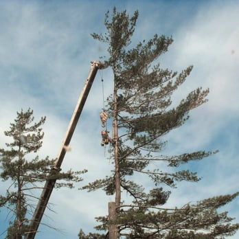 Happy Trees - Tree Services Near Me - Pelham, New Hampshire Happy Trees - Tree Services Near Me - Pelham, New Hampshire