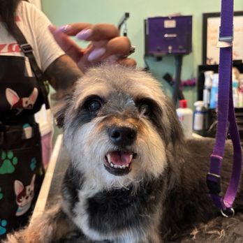 Suds N' Wiggles - Pet Groomers Near Me - Bellflower, California Suds N' Wiggles - Pet Groomers Near Me - Bellflower, California